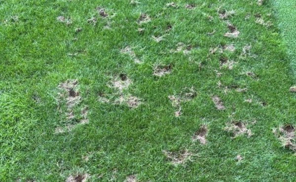 外媒：瑞士日内瓦通顺场爆发严重鼠患问题，或影响寰球杯预选赛