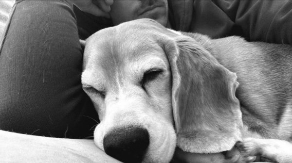 赏格金翻倍！为寻回爱犬，拉姆塞将赏格金1万好意思元提高至2万好意思元